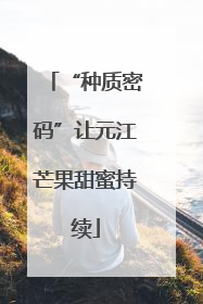 “种质密码”让元江芒果甜蜜持续