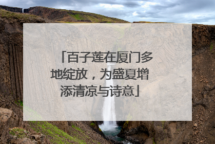 百子莲在厦门多地绽放，为盛夏增添清凉与诗意