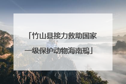竹山县接力救助国家一级保护动物海南鳽