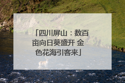 四川屏山：数百亩向日葵盛开 金色花海引客来