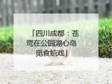 四川成都：苍鹭在公园湖心岛觅食嬉戏