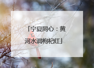 宁夏同心：黄河水润枸杞红