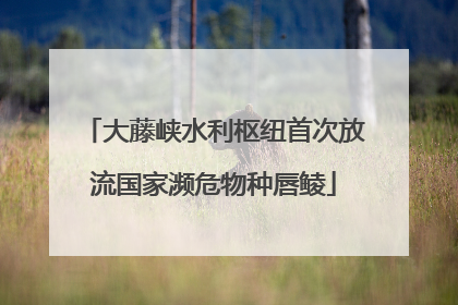 大藤峡水利枢纽首次放流国家濒危物种唇鲮