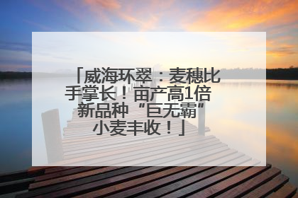 威海环翠：麦穗比手掌长！亩产高1倍 新品种“巨无霸”小麦丰收！
