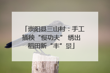 崇阳县三山村：手工插秧“慢功夫” 绣出稻田新“丰”景