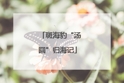 斑海豹“汤圆”归海记