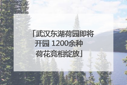 武汉东湖荷园即将开园 1200余种荷花竞相绽放