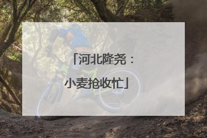 河北隆尧：小麦抢收忙