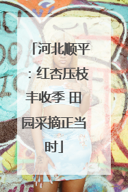 河北顺平：红杏压枝丰收季 田园采摘正当时