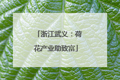 浙江武义：荷花产业助致富