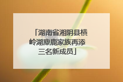 湖南省湘阴县横岭湖麋鹿家族再添三名新成员