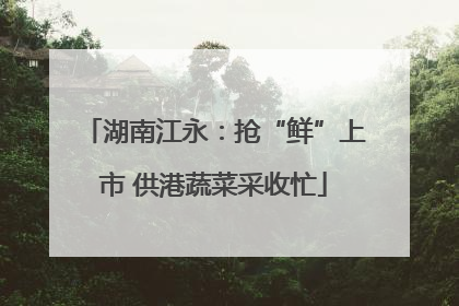 湖南江永：抢“鲜”上市 供港蔬菜采收忙