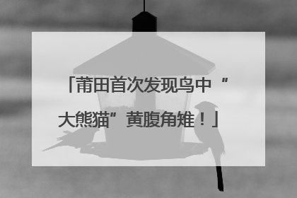 莆田首次发现鸟中“大熊猫”黄腹角雉！