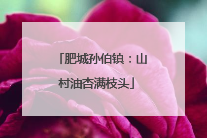 肥城孙伯镇：山村油杏满枝头