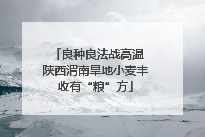 良种良法战高温 陕西渭南旱地小麦丰收有“粮”方