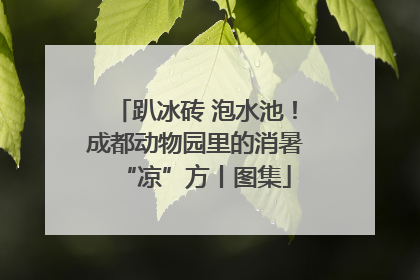 趴冰砖 泡水池！成都动物园里的消暑“凉”方丨图集