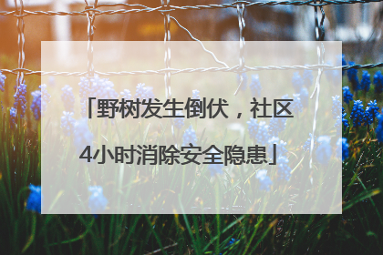 野树发生倒伏，社区4小时消除安全隐患