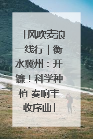 风吹麦浪一线行｜衡水冀州：开镰！科学种植 奏响丰收序曲