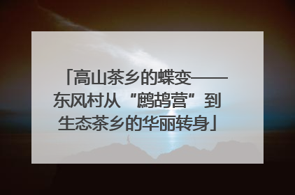 高山茶乡的蝶变——东风村从“鹧鸪营”到生态茶乡的华丽转身