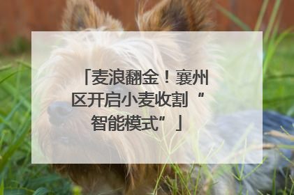 麦浪翻金！襄州区开启小麦收割“智能模式”